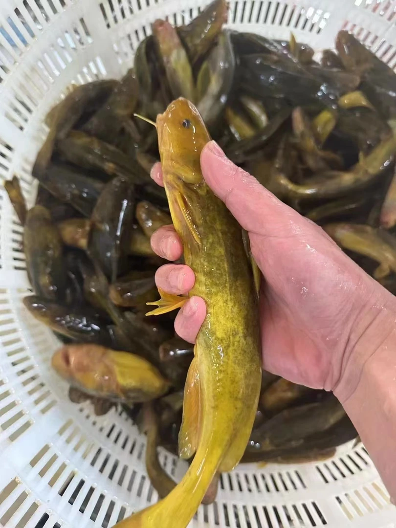 黄骨鱼约500g （默认宰杀）