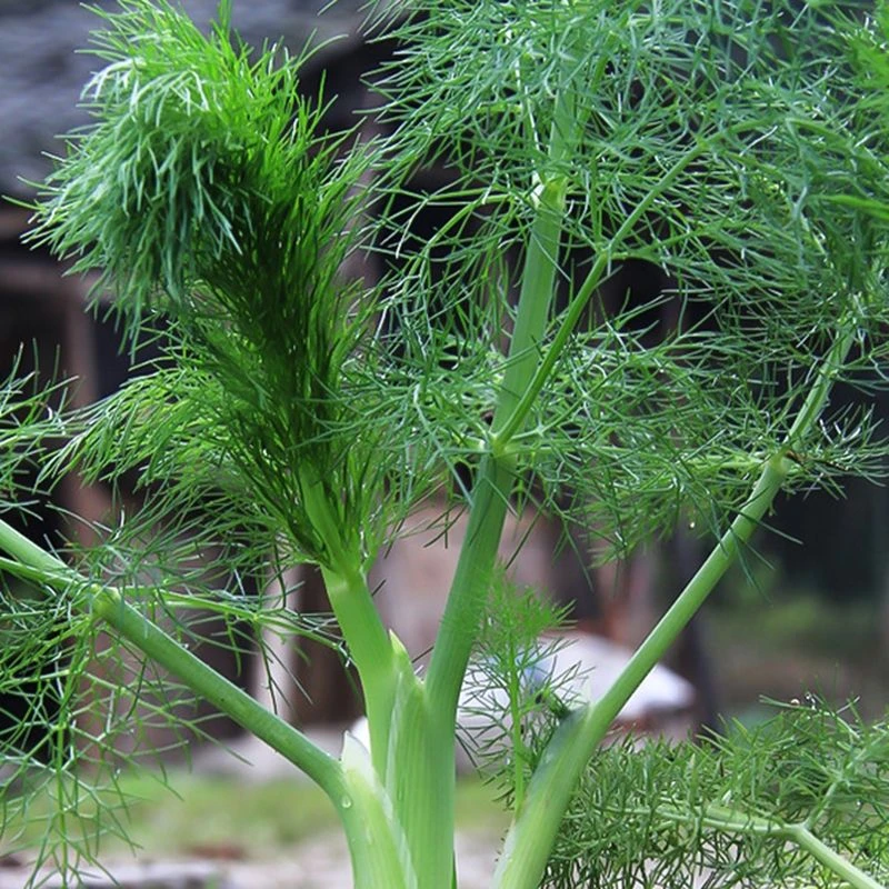 四季播割茬小茴香种籽盆栽阳台地栽易种蔬菜种