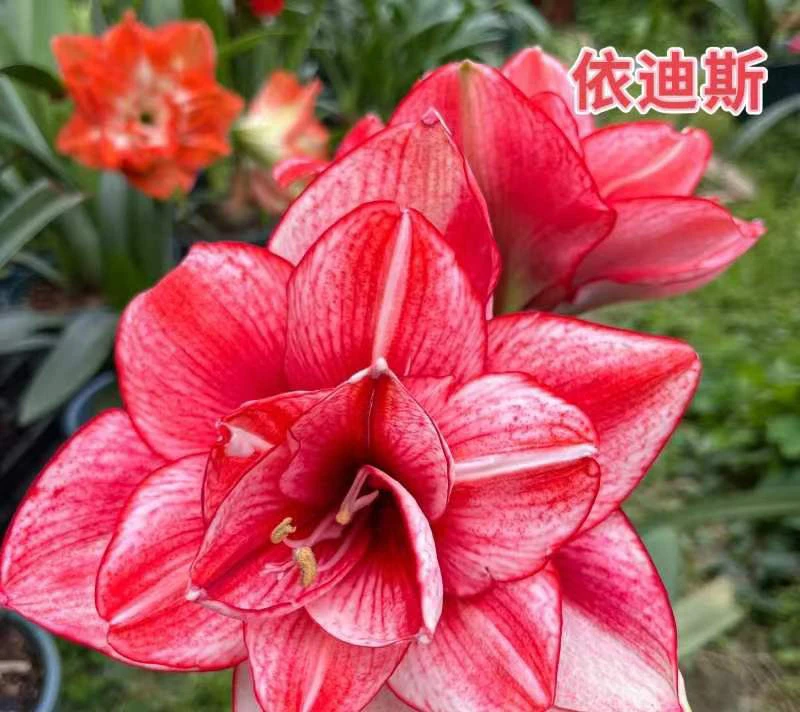【国内组培依迪斯自然球包对版