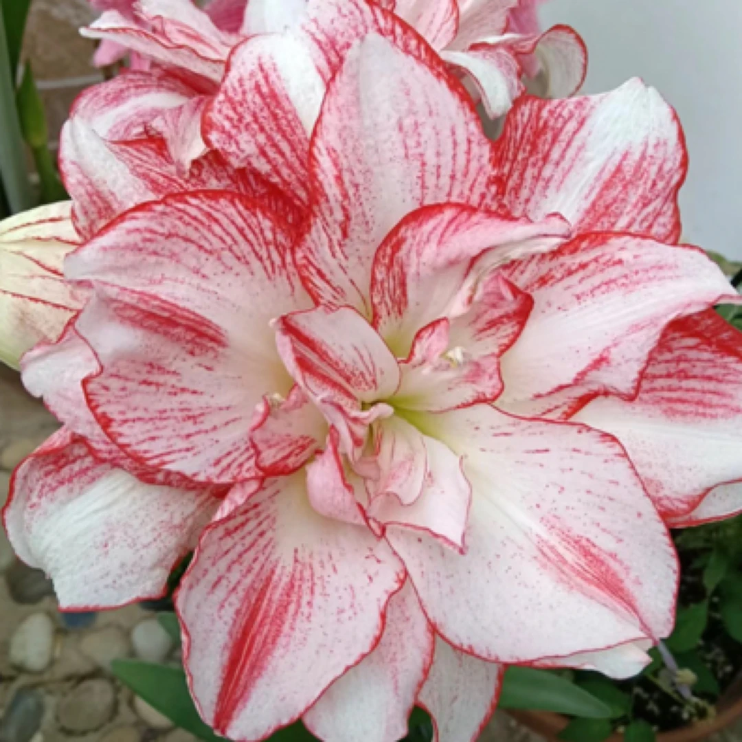 混球福利品5-6厘米国内繁殖包对版