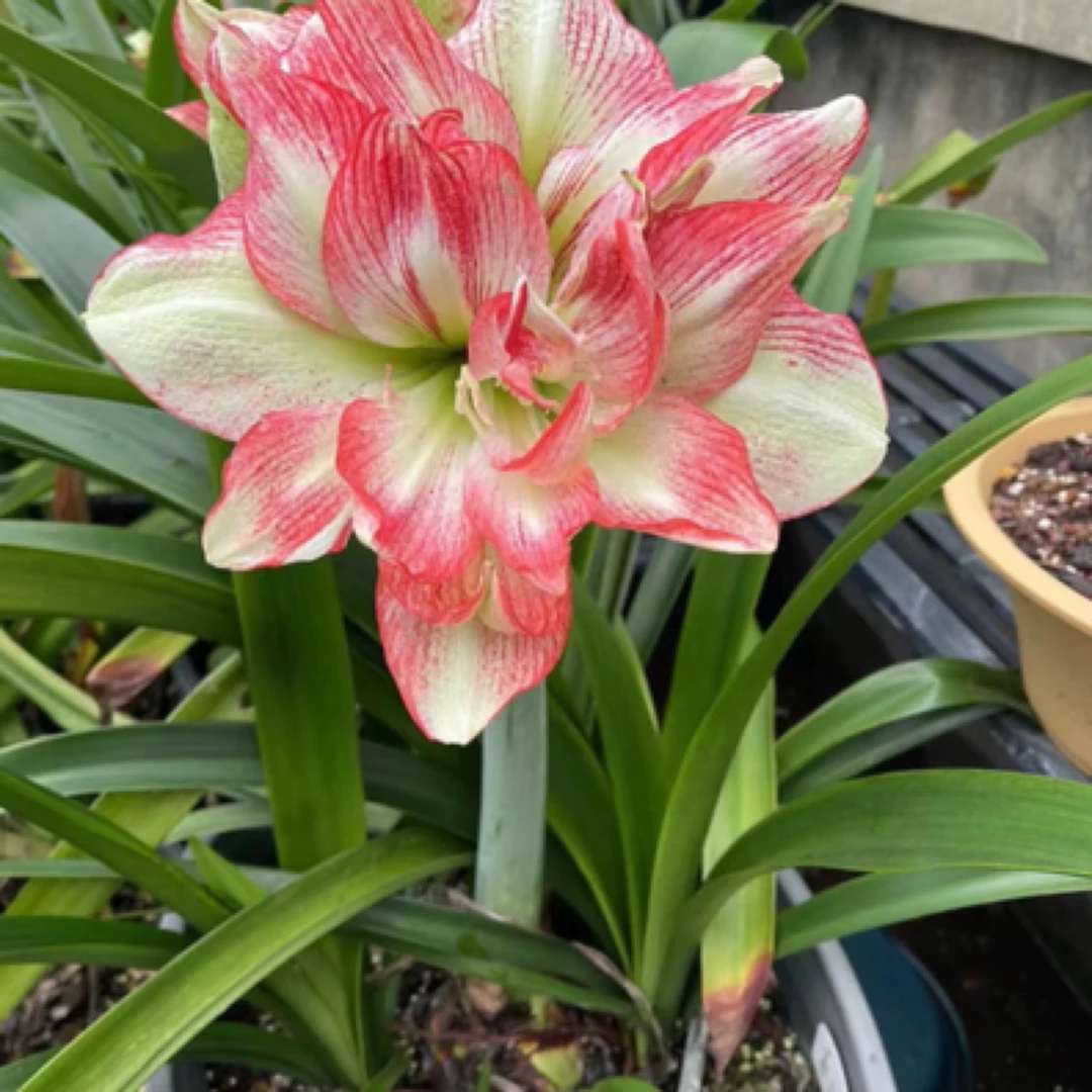 蔓越莓自然球包对版