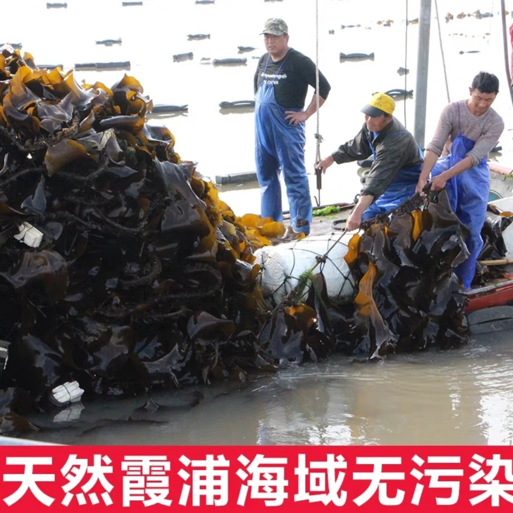 海带丝霞浦内海菜无沙