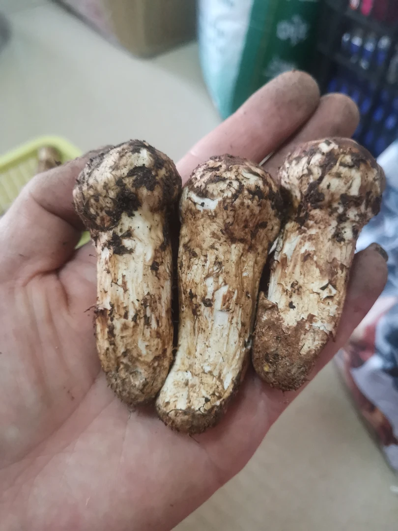 香格里拉松茸菌菇