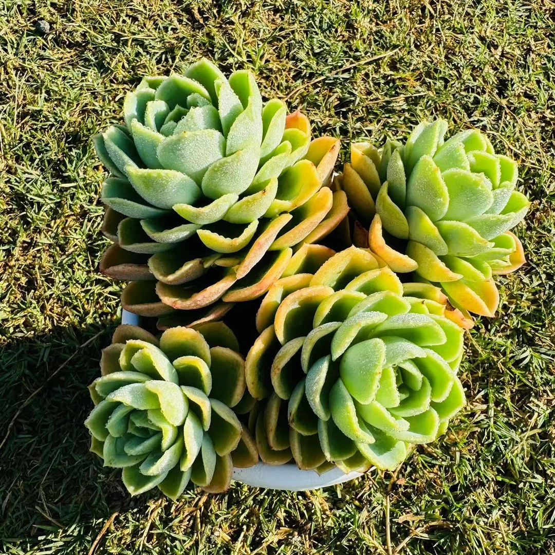 【多头哈密瓜群】168多肉植物办公室阳台以直播间展示为准满15包邮