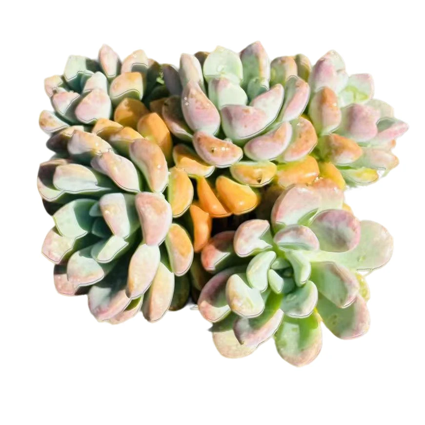 【3颗花斑鹿】168多肉植物好养阳台露养以直播间展示为准 满15包邮
