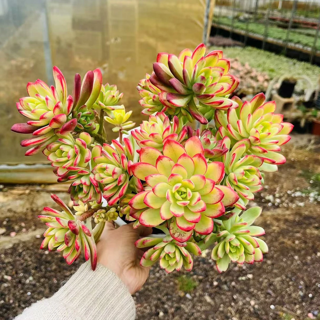 【七彩叮当锦】 168多肉植物阳台露养 以直播间展示为准  满15包邮