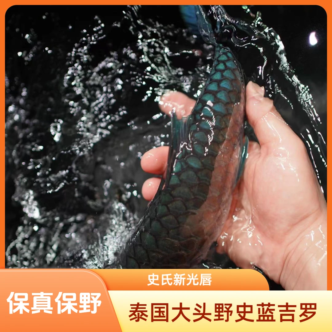 蓝吉罗观赏鱼泰国大头野史发货饲养活体大头野史老挝野史鱼广温鱼