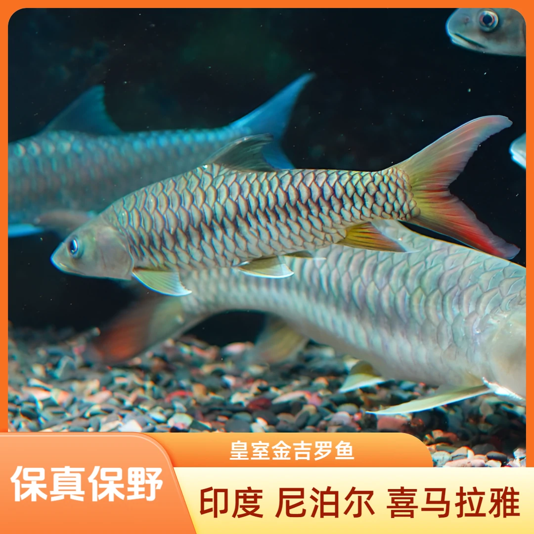 「超萌好物」印度皇室金吉罗鱼尼泊尔皇室金观赏鱼