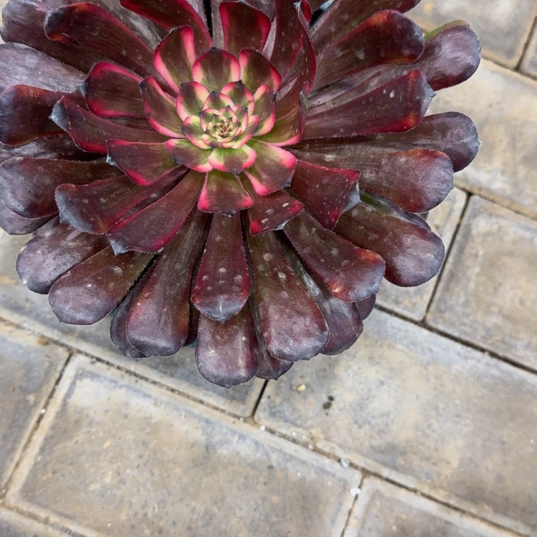 美*M烟花大单头817肉