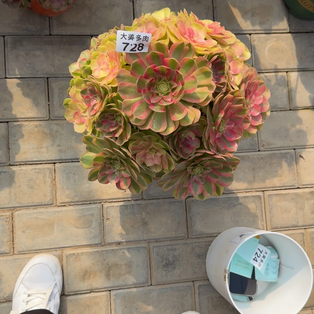 花****?雨荷捧花728肉肉