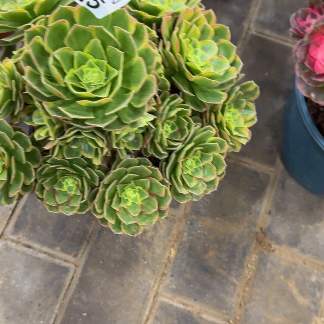 美*M肉奶白捧花825肉肉