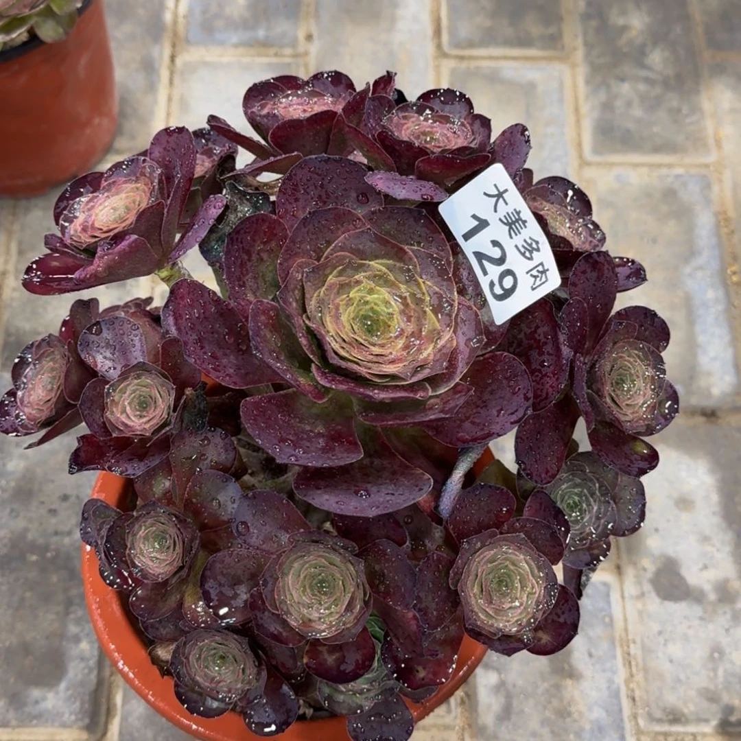 花*兰魅金玫瑰捧花129寄养