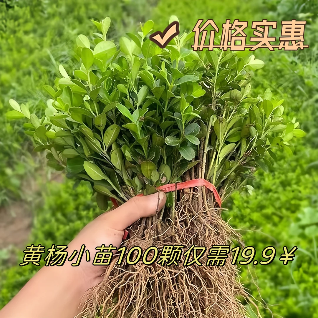 瓜子黄杨苗雀舌北海道大叶冬青苗绿化树苗耐寒四季常青围栏篱笆苗