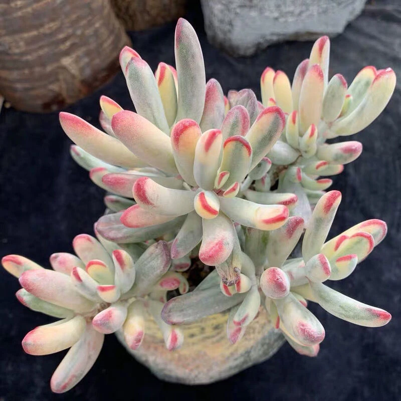 棒叶福娘锦多肉植物乒乓福娘办公室阳台室内花卉精品美观趣味盆栽