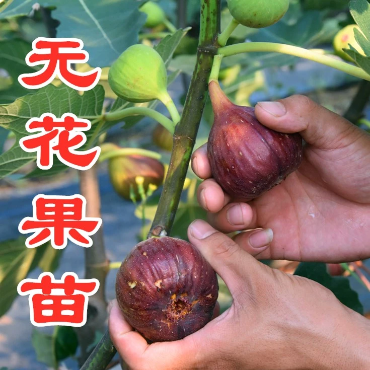 无花果树苗当年结果南方北方种植庭院盆栽地栽波姬红无花果苗