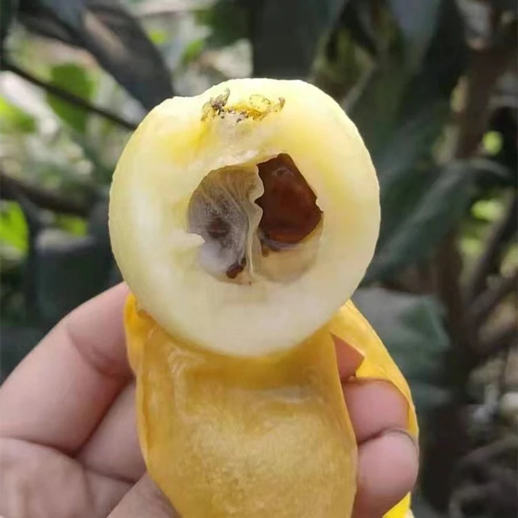 正宗台州白沙白玉枇杷南方当季新鲜水果琵琶果5斤新鲜大果