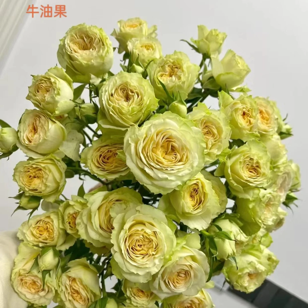 【多头玫瑰】A级牛油果10支（20%耗损不售后）