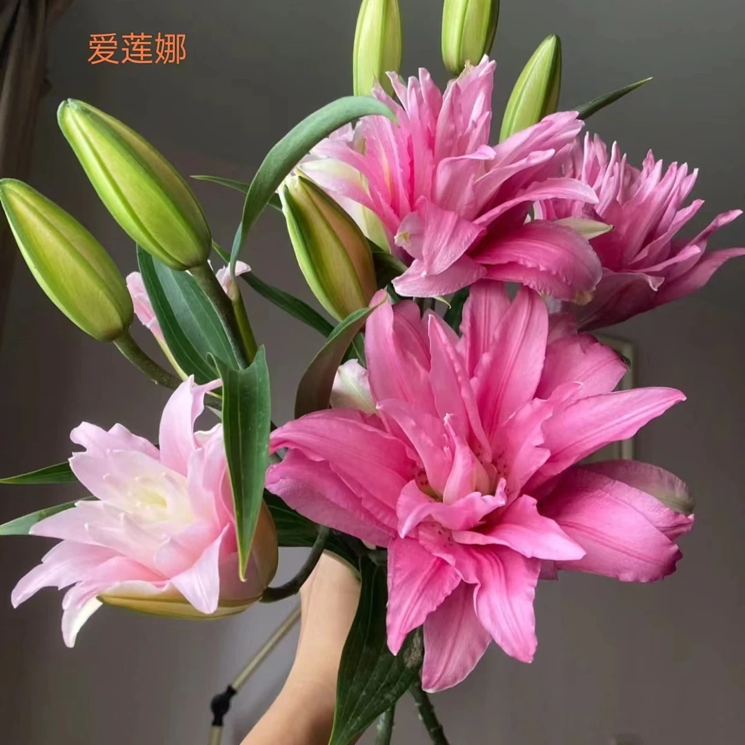 【重瓣百合】爱莲娜重瓣百合两头10支（20%损耗不售后介意勿拍）