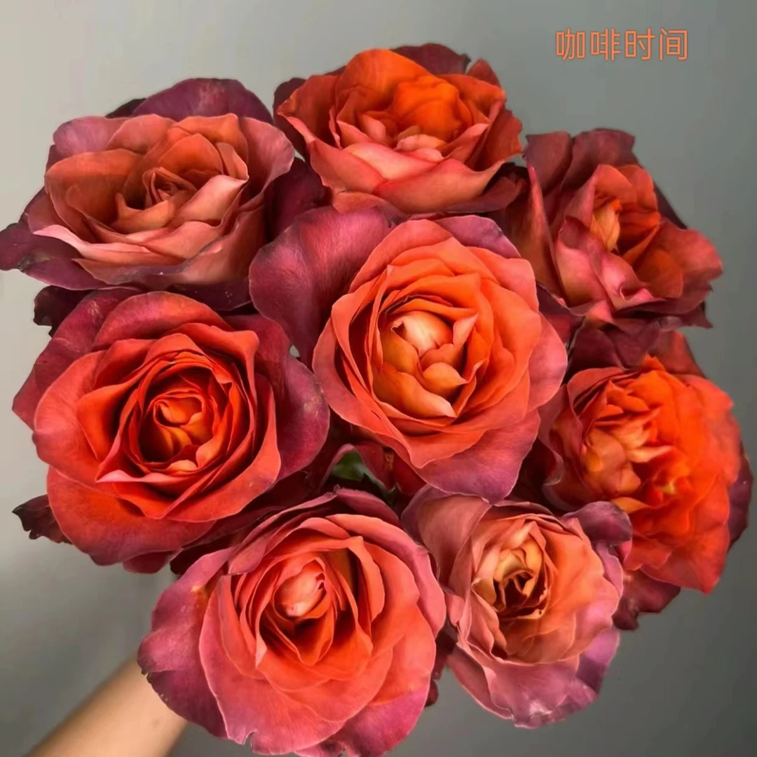 【单头玫瑰】咖啡时间20支（农户花，有夹枝，20%耗损不售后介意勿拍）
