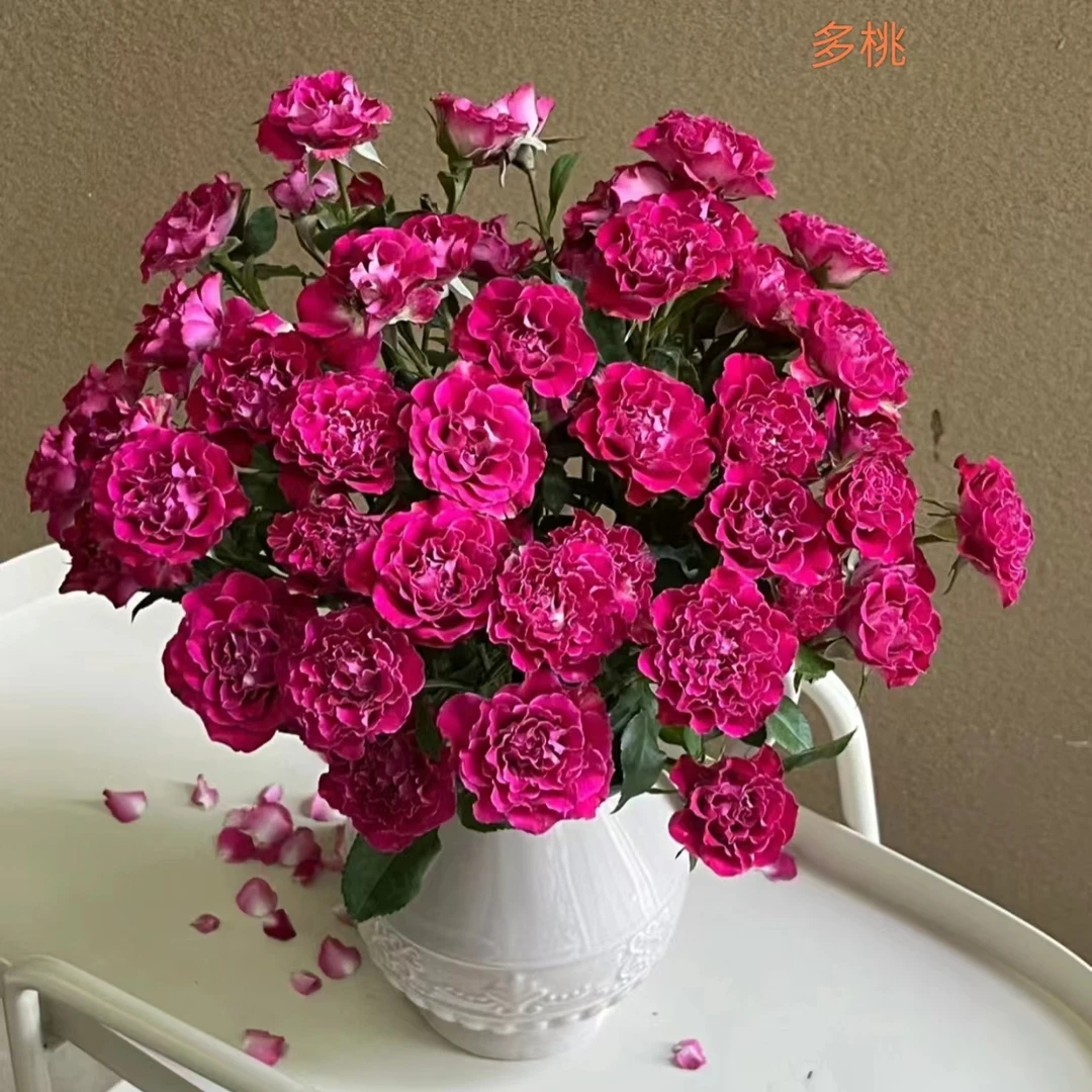 【多头玫瑰】多头30支（农户花，有夹枝，20%耗损不售后介意勿拍）