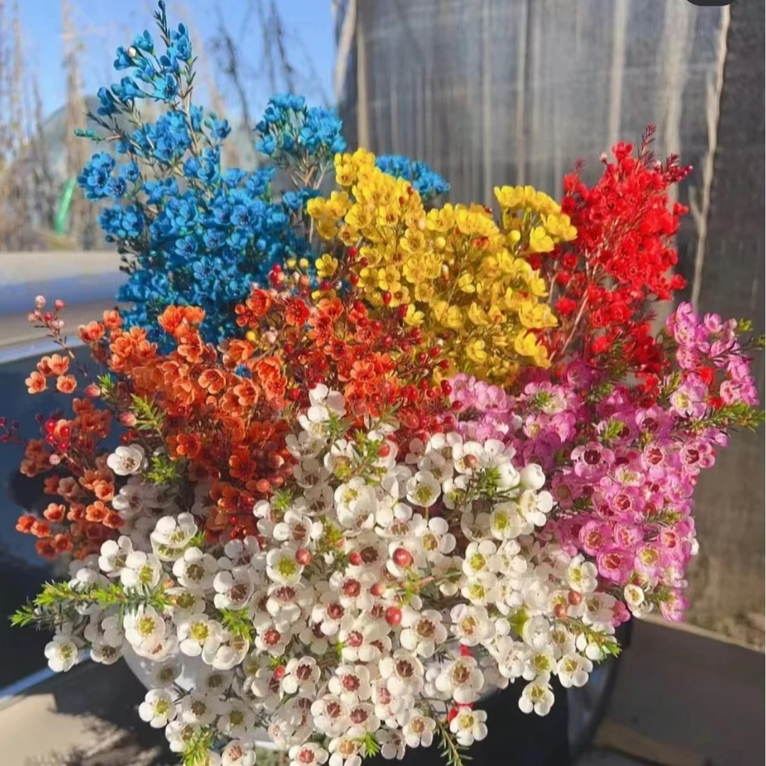 【自选腊梅四单包邮】澳洲平头腊梅家养可爱风【圆通快递，20%不售后】