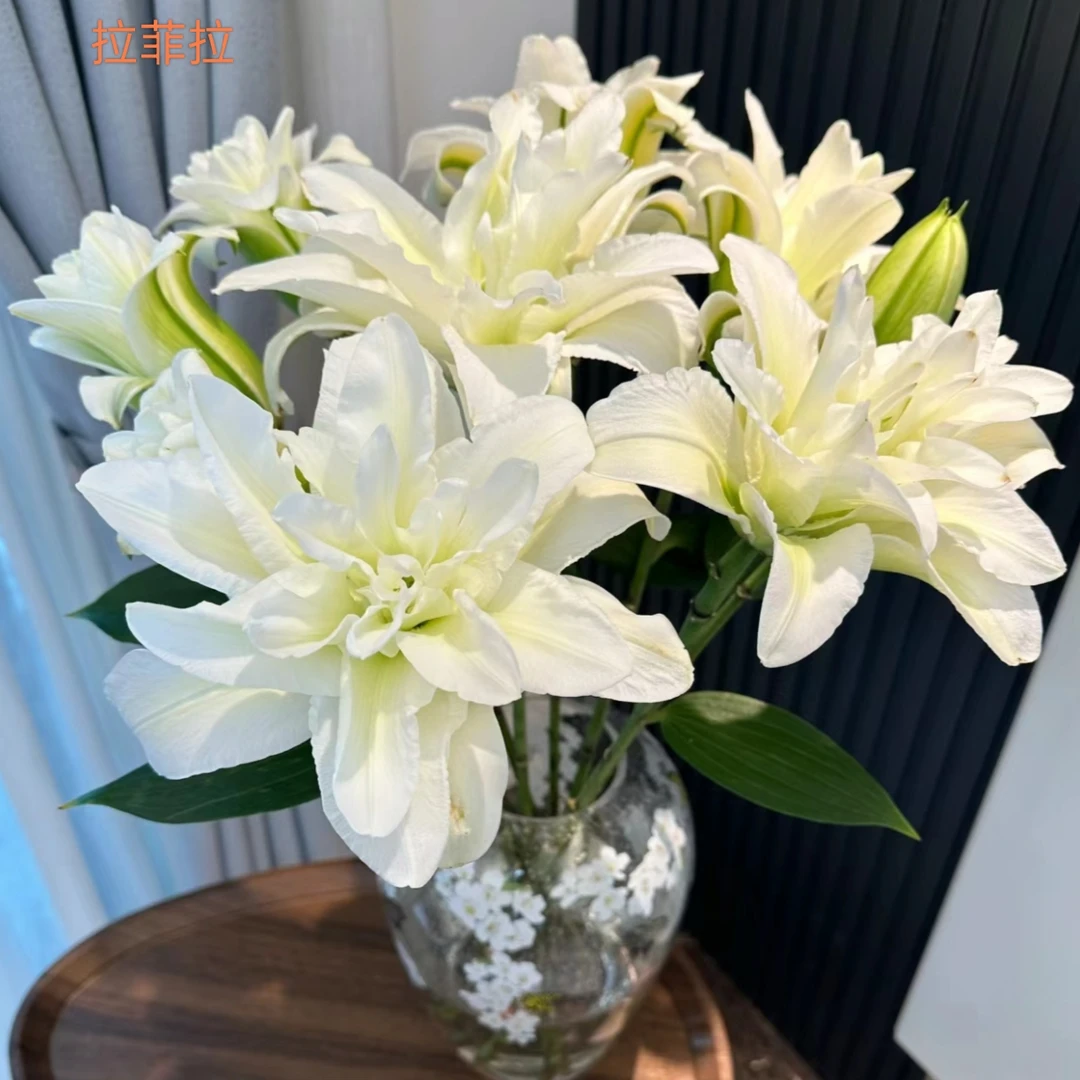 【重瓣百合】拉菲拉重瓣百合（20%损耗不售后介意勿拍）