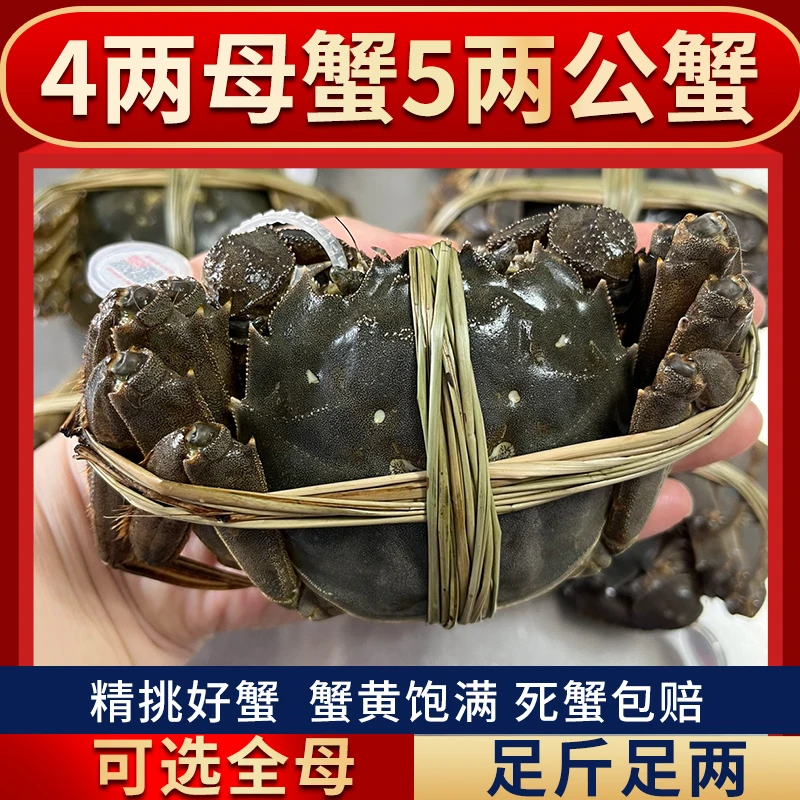 澄端【活蟹】大闸蟹公蟹5两 母蟹4两 8只现货螃蟹顺丰包邮礼盒装