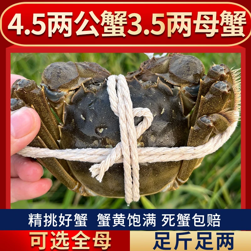 澄端【活蟹】大闸蟹公蟹4.5两母蟹3.5两 8只现货螃蟹顺丰包邮礼盒装