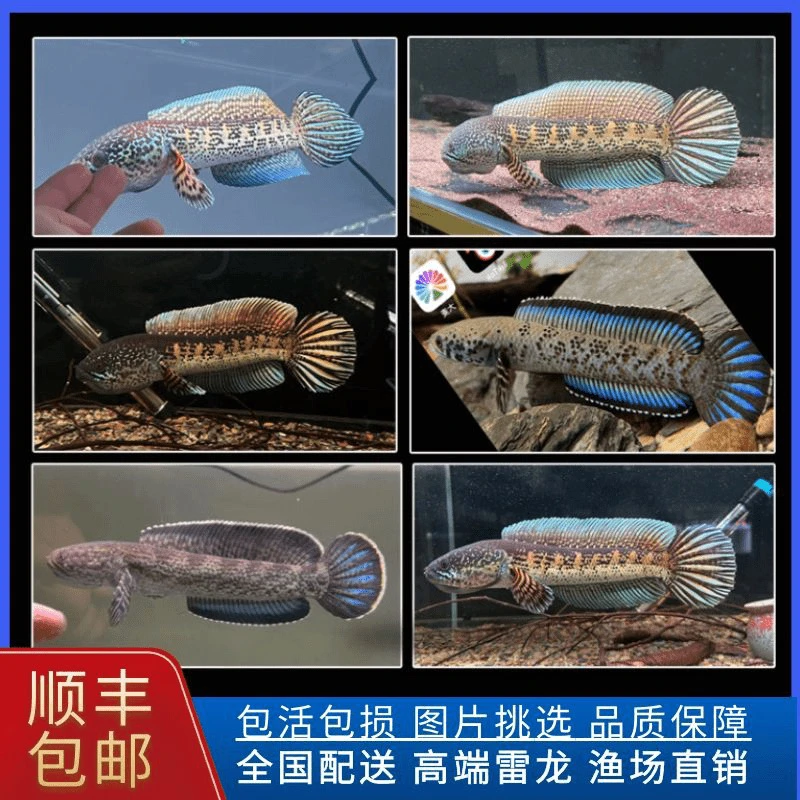 黄金眼镜蛇雷龙直播间专拍（拍前请沟通）不沟通直接拍发饲料使用装