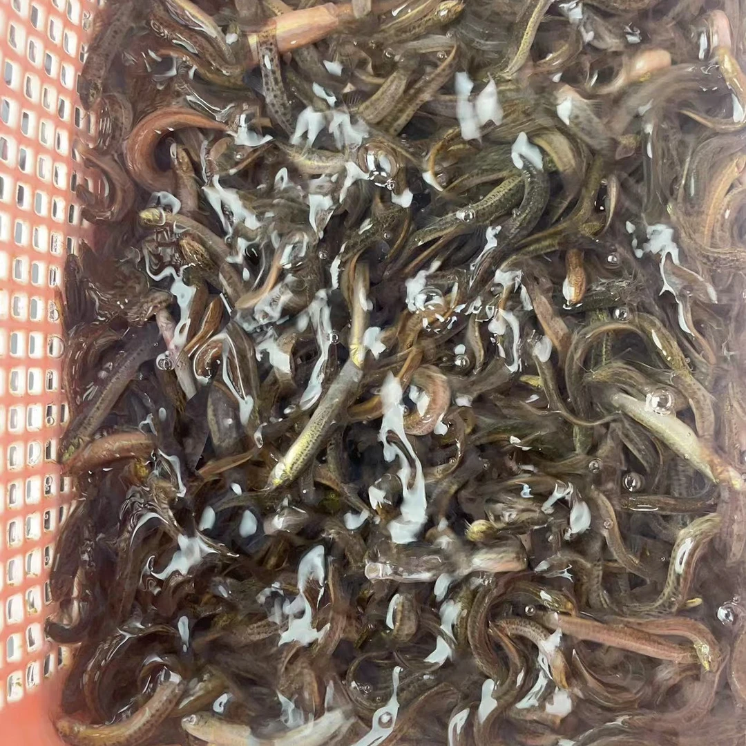 培养球虎活泥鳅4-6cm培养球虎