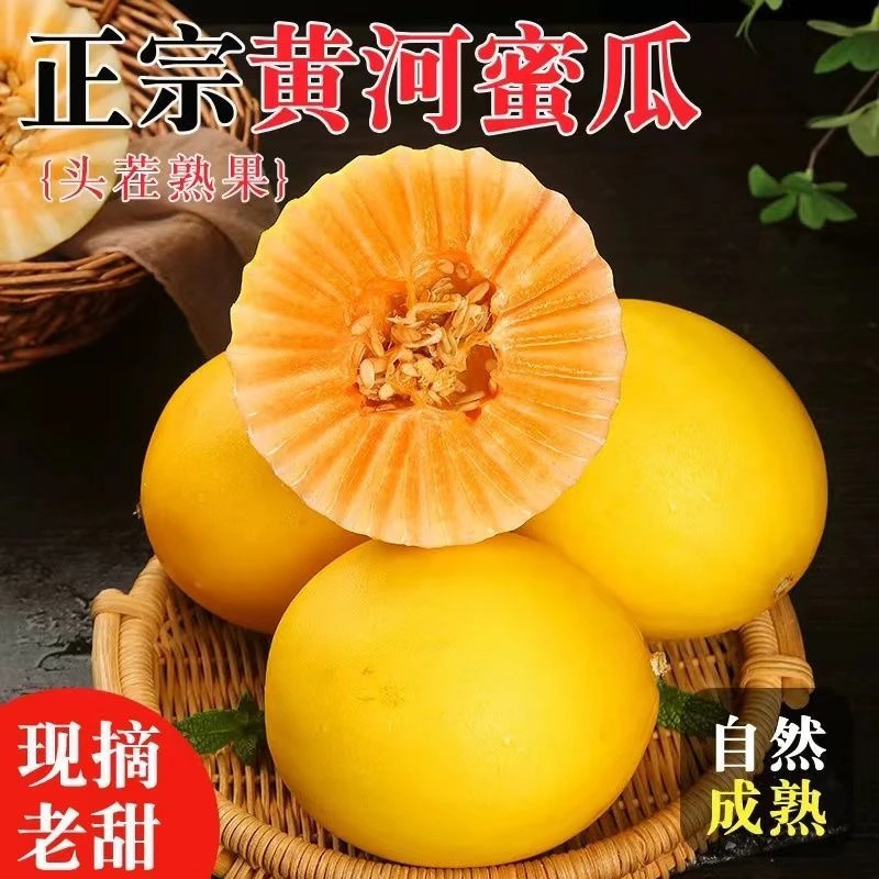 【甘肃民勤直发】甘肃民勤沙漠蜜瓜甜蜜多汁当天采摘头茬蜜瓜