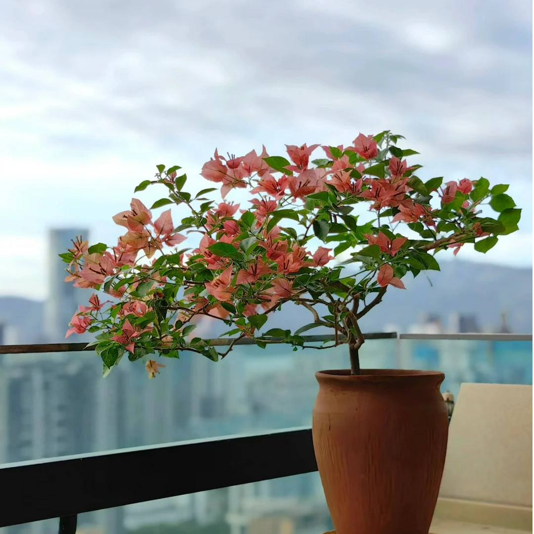 三角梅【一物一拍】自家基地直发带花（运输中少量掉花掉叶正常现象）