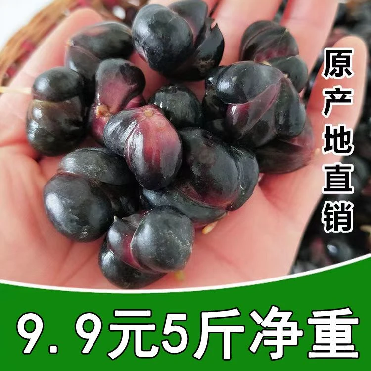 百合籽2025现摘现发农产品龙山正品新鲜百合应季苦百合农家水煮