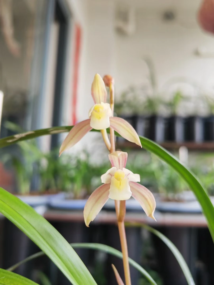 一号红壳素，广西大容山资源草