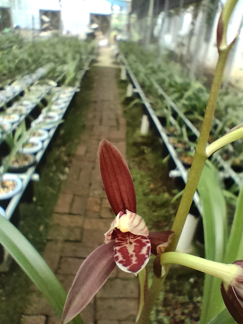 啊雪。建兰暮山紫壮草带花