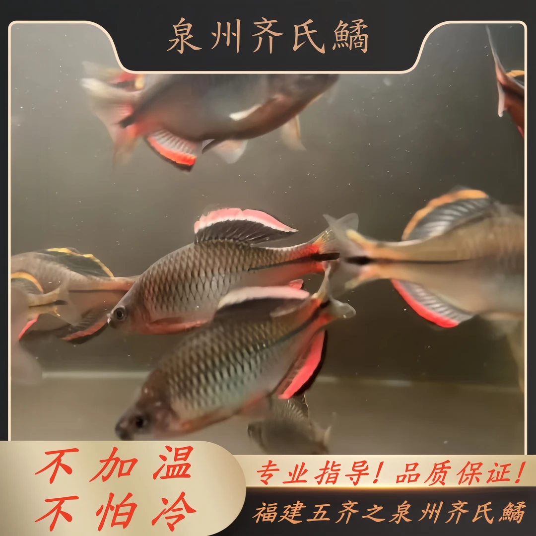 福建五齐之泉州齐氏鱊原生观赏鱼小型冷水淡水鱼原生群游鱼不加温