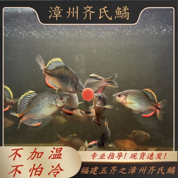 福建五齐之漳州齐氏鱊新老流域冷水鱼鳑鲏鱼耐高温原生鱼观赏鱼群