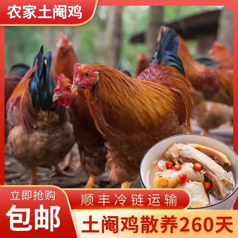 农家林间散养大腌鸡260天4斤以上