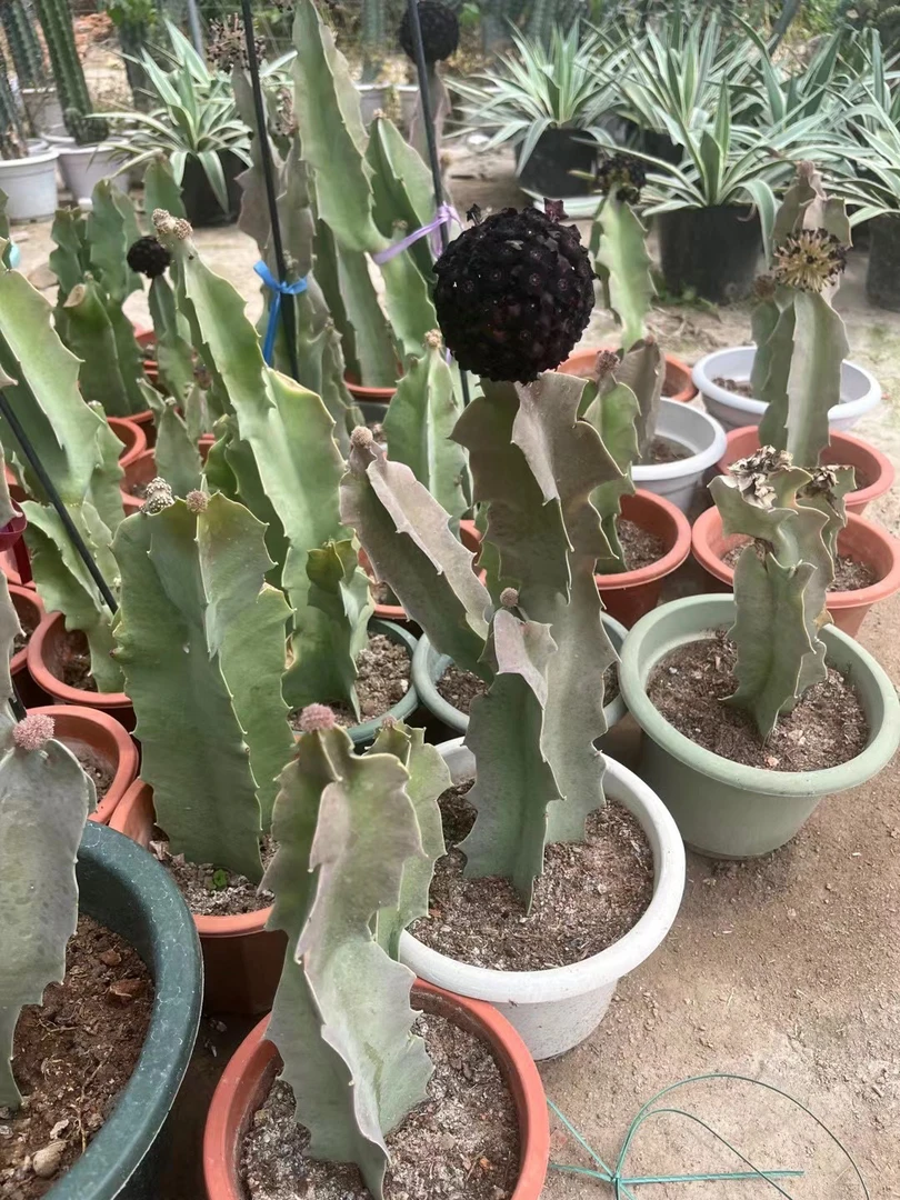 仙人球直播间一物一拍链接