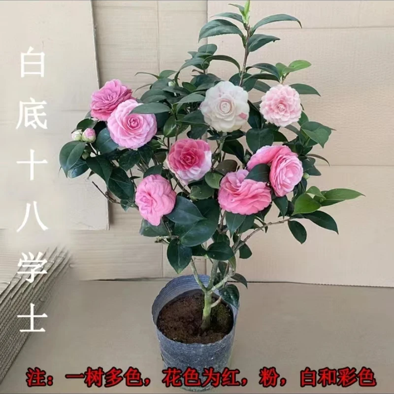精品茶花白底十八学士白粉红彩色一树多色山茶花树苗阳台庭院绿植
