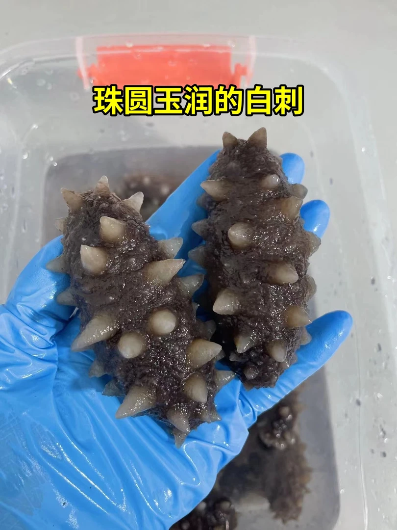 聊天海参，聊聊天