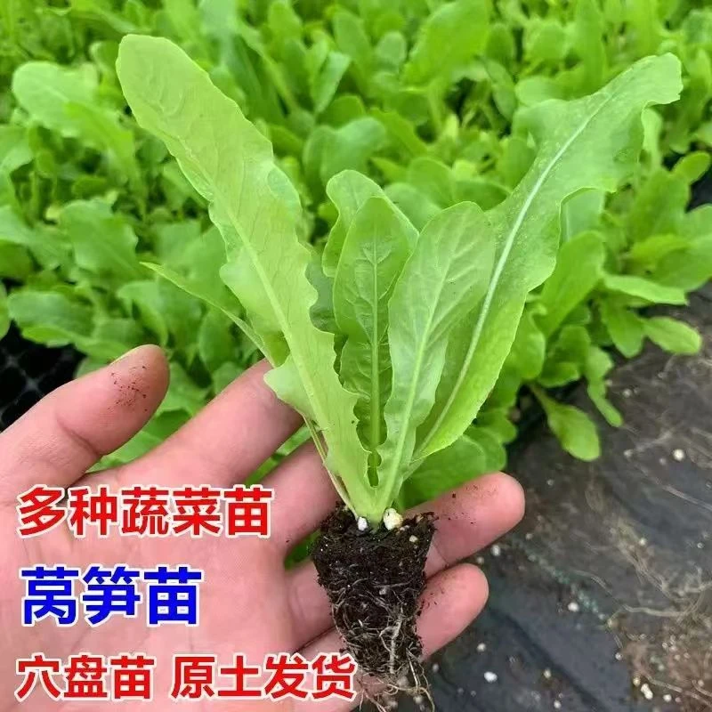 青皮莴笋苗红皮莴笋莴苣秧苗红叶莴笋秋冬季蔬菜菜苗批发耐寒耐热