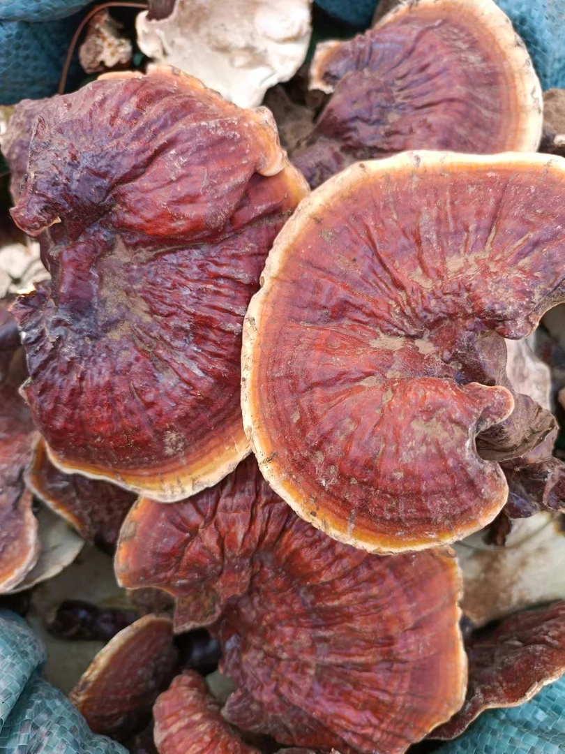 云南土特产山货灵芝