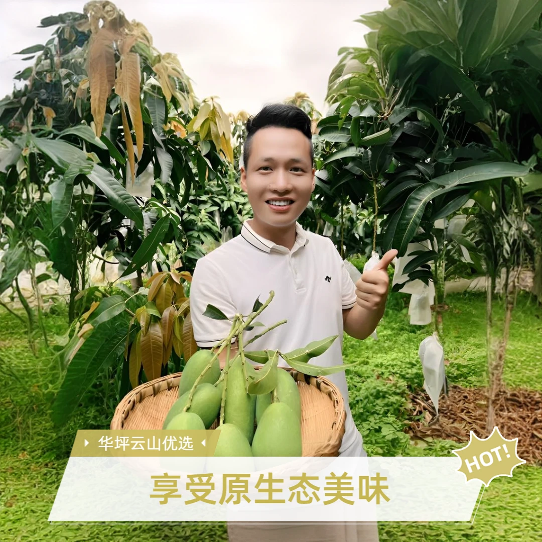 丽江芒果云山优选新鲜采摘椰香鸡蛋芒高品质当季云南特产奶香浓郁
