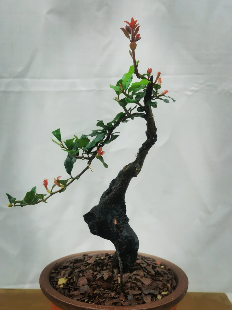 直播间一物一拍金弹子原生熟桩，碳化嫁接老桩