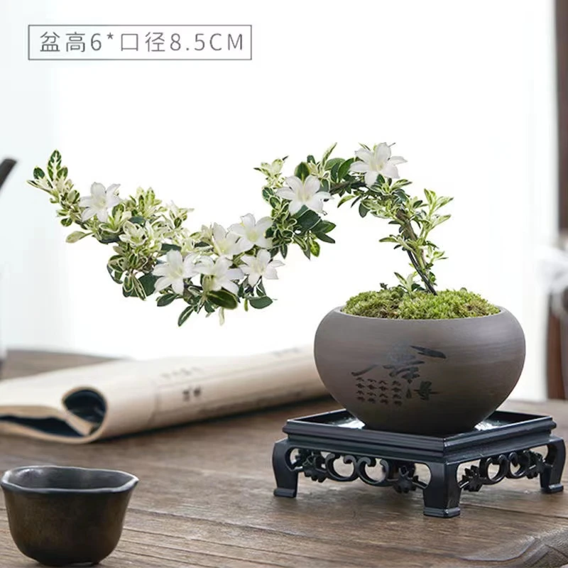 六月雪随意造型六月盆栽办公桌四季好养清新雅致