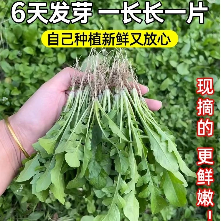 野生荠荠菜种子 大叶野菜 阳台四季播菜籽 盆栽地菜冬季蔬菜种籽