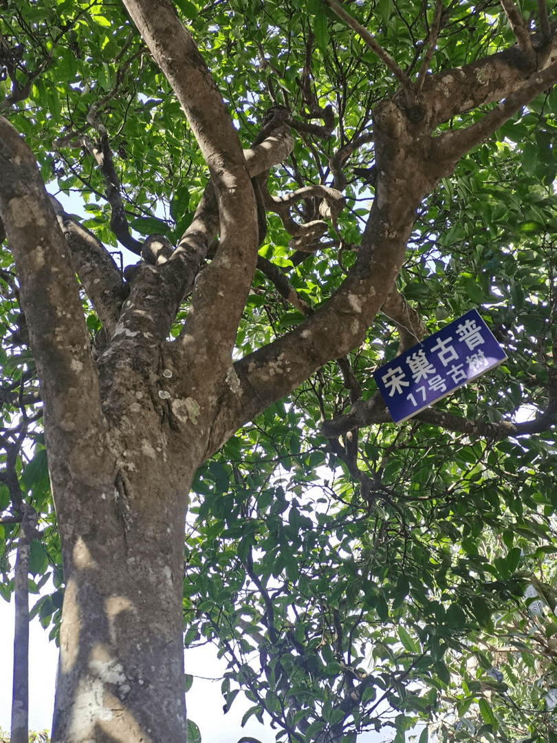 【纯古树–品鉴装】共5个山头古树，头春高山原生态–高端品质