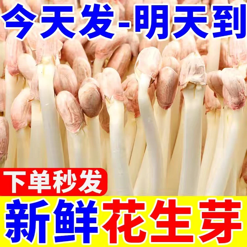 【现摘现发】新鲜花生芽新鲜蔬菜可吃花生豆芽菜食用花生苗芽苗菜