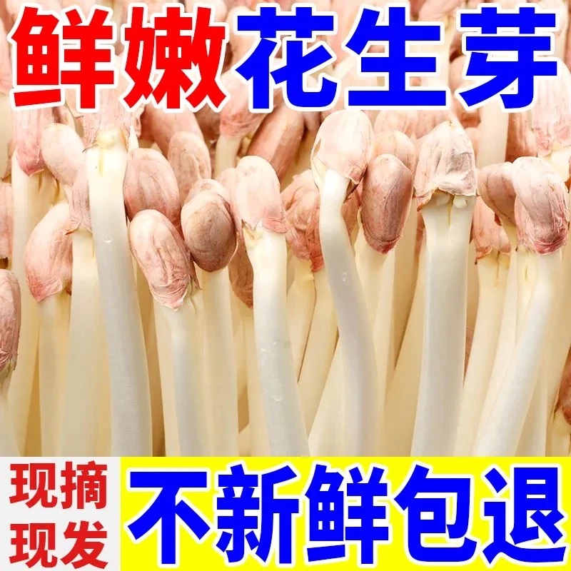 【现摘现发】新鲜花生芽新鲜蔬菜可吃花生豆芽菜食用花生苗芽苗菜